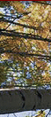 Top Banner