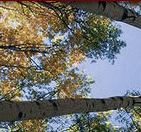 Top Banner