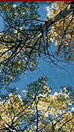 Top Banner