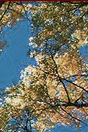 Top Banner