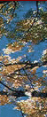 Top Banner